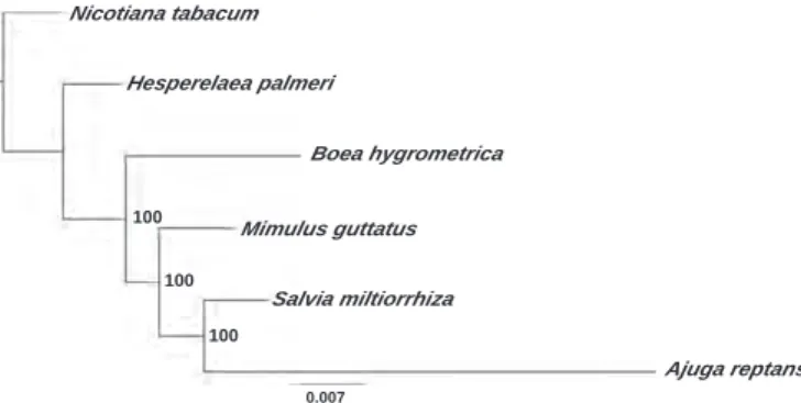 Fig. 2. Best likelihood phylogenetic tree of the Lamiales obtained with RAxML v.8 ( Stamatakis, 2014 ) with a GTR + G model