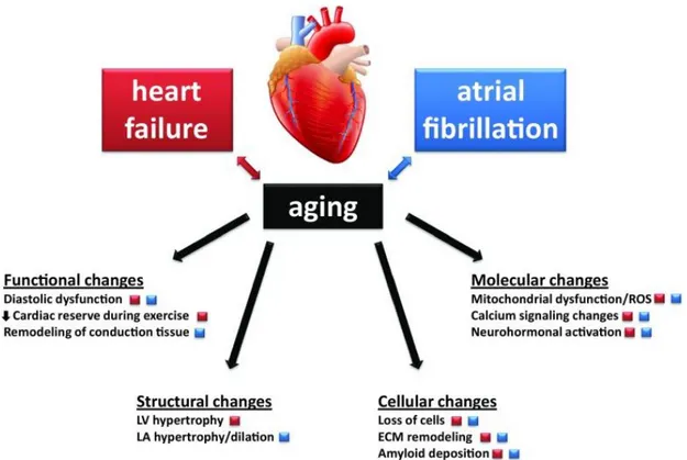 Figure 5. Les pathologies cardiaques associées à l’âge (d’après Steenman and Lande, 2017) 