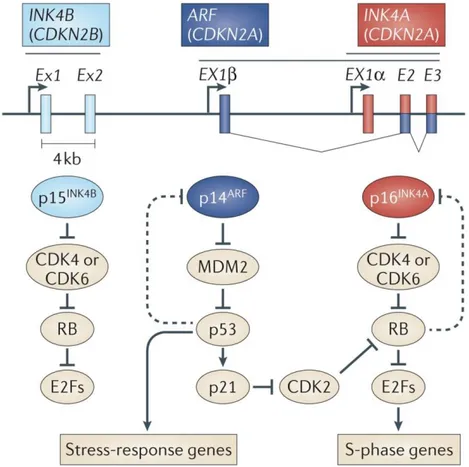 Figure 8 : Expression et cibles des gènes du locus INK4-Arf (d'après Sharpless and Sherr, 2015)  Au  cours  du  vieillissement,  chez  la  souris,  l’expression  des  gène  p16INK4a,  p15INK4b,  p18INK4c  et  p19INK4d est augmentée au sein de nombreux tiss