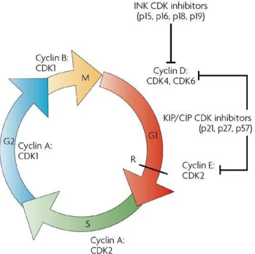 Figure 9 : Rôle des inhibiteurs du cycle cellulaire CIP/KIP et INK (d'après Dehay and Kennedy, 2007) 