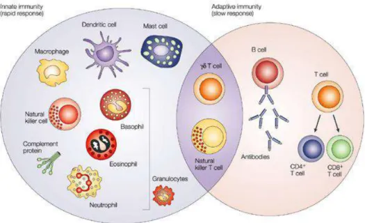 Figure 1. Le système immunitaire inné et adaptatif 1 . 