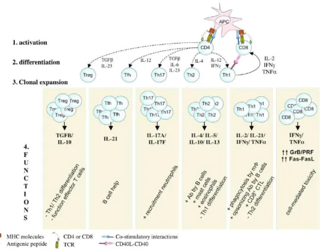 Figure 2. Représentation schématique de l’activation et différenciation des lymphocytes T en 