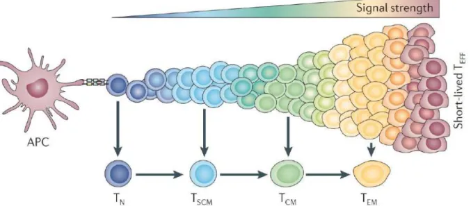 Figure 4. Modèle progressif de différenciation des lymphocytes T naïfs après reconnaissance 