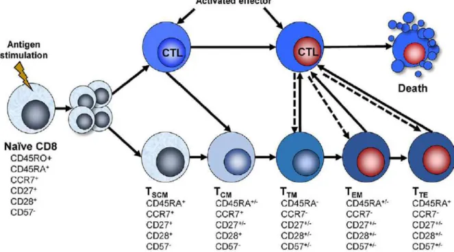 Figure 5. Modèle discontinu de différenciation des lymphocytes T 76 . 