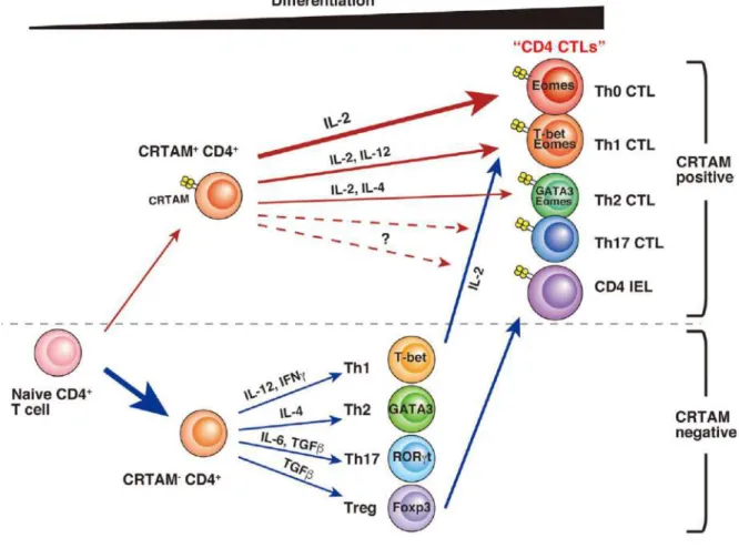Figure 6. Modèle de différenciation des CD4 CTL proposé par Takeuchi et Saito 96 . 