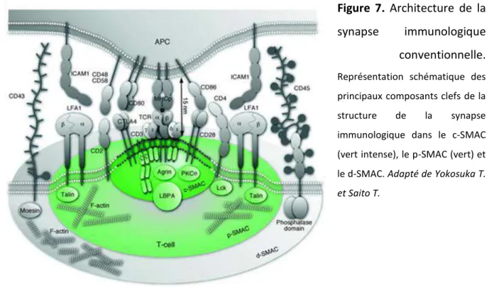 Figure  7.  Architecture  de  la 