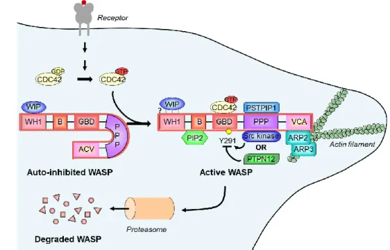 Figure  8.  L’activation  de  WASP,  ses  partenaires  moléculaires  et  le  remodelage  du 