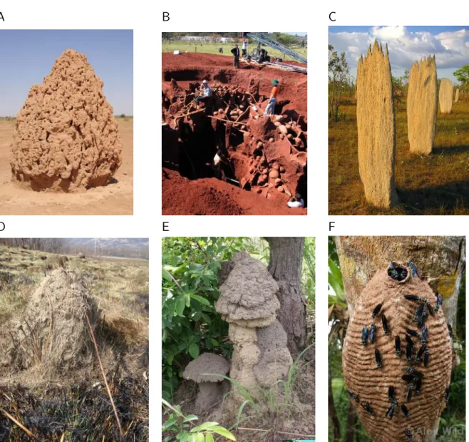 Figure 1.1 – Diversité des constructions des insectes sociaux à travers le monde. (A) Termite Macrotermes sp (Niger) (pho- (pho-tographie par Christian Jost) (B) Fourmi Atta laevigata (Brésil) Copyright W