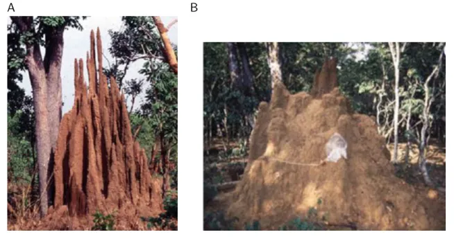 Figure 1.5 – Lien entre l’architecture du nid et les facteurs abiotiques chez Macrotermes bellicosus