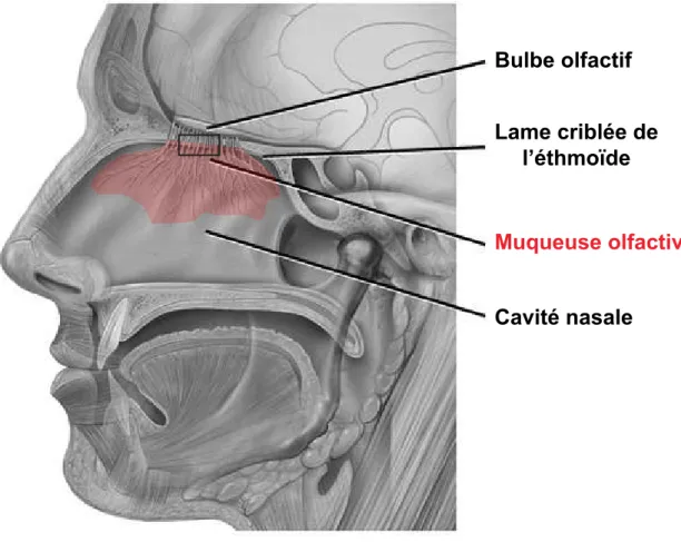 Figure 2 :   Histologie de la muqueuse olfactive chez l’Homme.