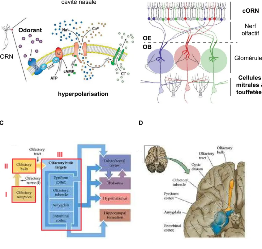 Figure 3:   Du récepteur olfactif au néocortex.