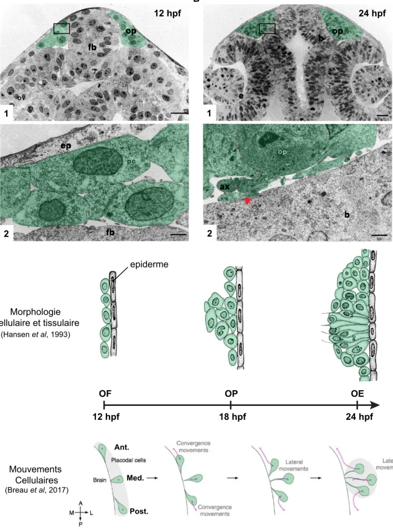 Figure 8:   Morphogenèse de l’épithélium olfactif