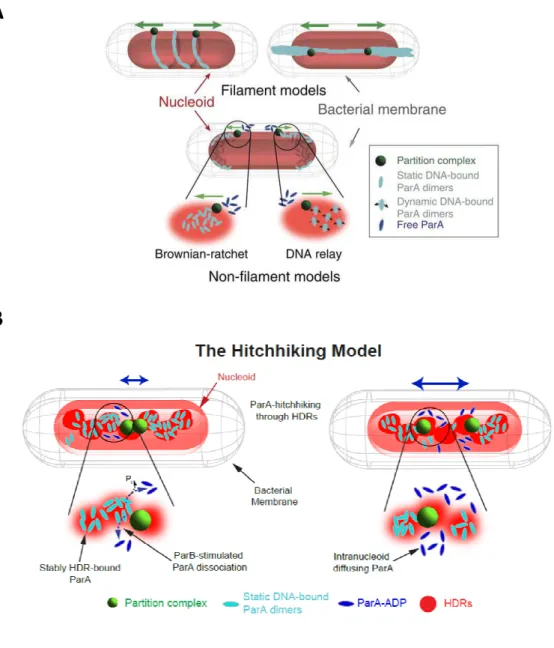 Figure 8: Proposed models of type Ia ParA mediated segregation