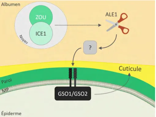 Figure 1.11.  Contrôle transcriptionnel de la  biosynthèse de la cuticule durant le développement  (adapté de Delude et al., 2016) 