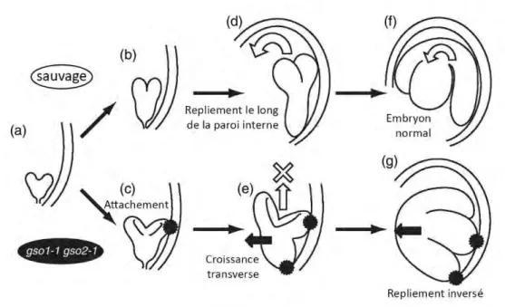 Figure 1.12. Mécanisme  potentiel pour le repliement  anormal des embryons gso1 gso2  (d’après  Tsuwamoto et al., 2008) 