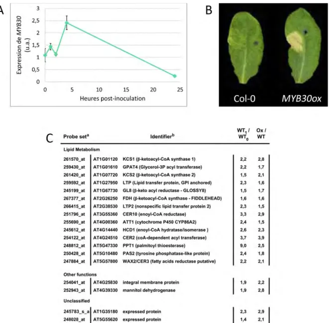 Figure 1.20. MYB30  régule positivement l’expression des gènes de synthèse des VLCFA et la mise  en place de la HR 