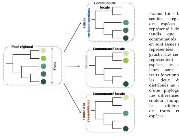 Figure 1.6 – L’en- L’en-semble régional des espèces est représenté à droite tandis que les communautés qui en sont issues sont représentées à gauche