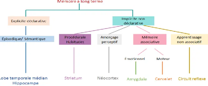 Figure 2 : Taxonomie de la mémoire à long terme : la mémoire à long terme est divisée en 