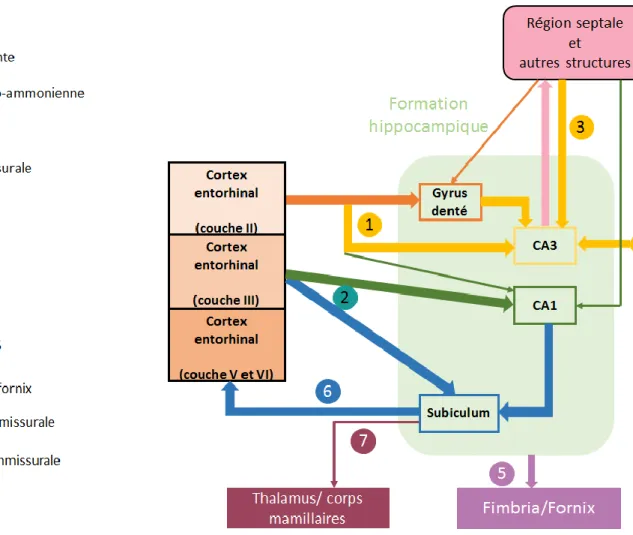 Figure  5 :  Afférences  (Inputs)  et  efférences  (Outputs)  de  la  formation  hippocampique  (adapté de (Myers et al., 1996)) 