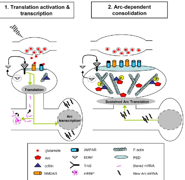 Figure 9 : Modèle de la fonction de Arc : la stimulation à haute fréquence active les récepteurs  NMDAR  post-synaptiques  ainsi  que  les  récepteurs  TrkB  au  BDNF  induisant  ainsi  la  transcription de Arc