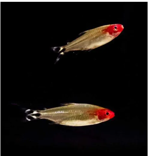 Figure 2.7: A group of two fish from the study species Hemigrammus rhodostomus. Credits to David Villa ScienceImage/CBI/CNRS, Toulouse, 2015.