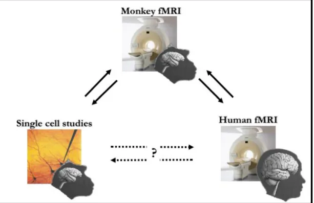 Figure 2. Monkey fMRI draws a bridge between single-cell studies and human functional imaging studies 