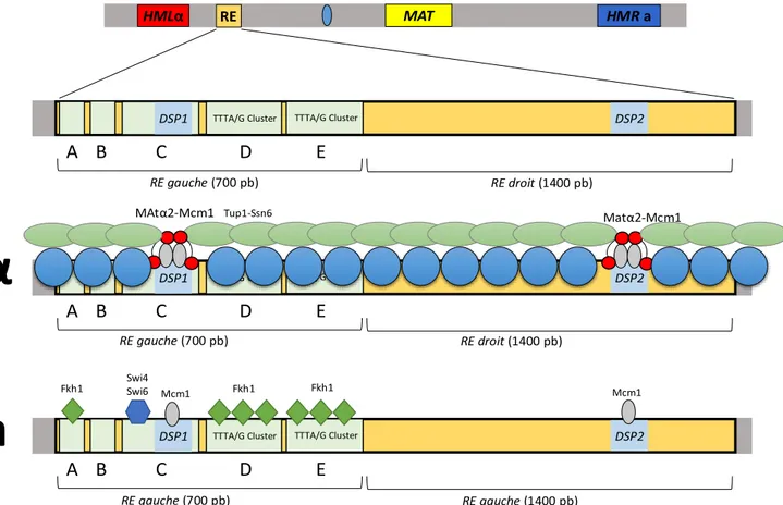 Figure 13 : Organisation de la structure de la chromatine au niveau du  recombination enhancer.