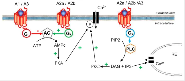 Figure  6 :  Représentation  schématique  des  mécanismes  de  transduction  associés  aux  récepteurs  à  l’adénosine