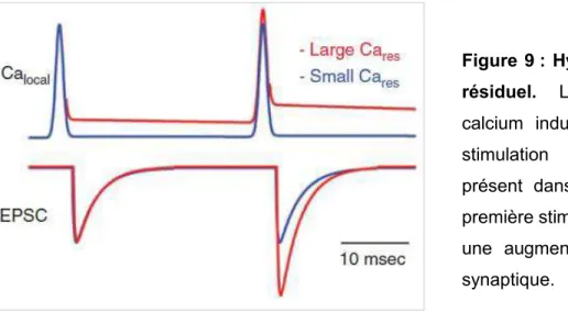 Figure  9 :  Hypothèse  du  calcium 