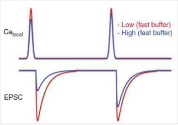 Figure 10 : Mécanisme de saturation des  tampons calciques. Si la concentration de 