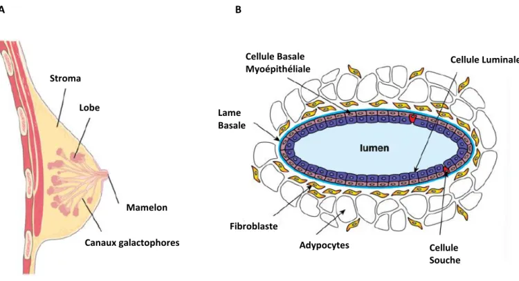 Figure 1. Schéma de l’anatomie du sein (A) et d’une coupe transversale d’un canal de la glande  mammaire (B)