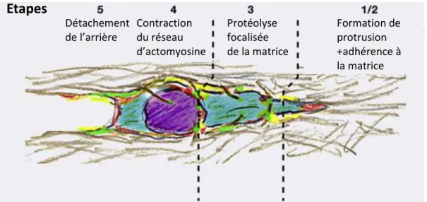 Figure 9.  Modèle cyclique en 5 étapes de la migration mésenchymateuse.  D’après Friedl et al., 2011.