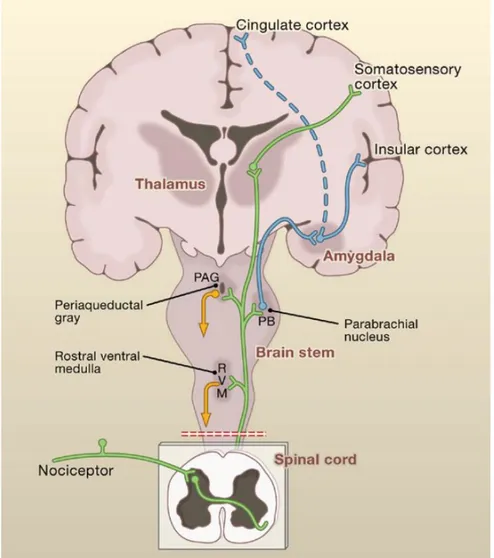 Figure 18 : Anatomie de la voie de la douleur. (Basbaum et al., 2009). 