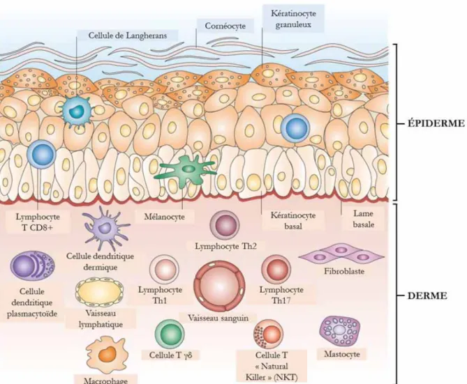Figure 2 – Les diﬀérentes populations de cellules présentes dans la peau. D’après