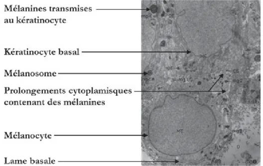 Figure 7 – Aspect d’un mélanocyte observé en microscopie électronique à transmission. Observation d’un mélanocyte (ME) présent dans l’assise basale d’un 