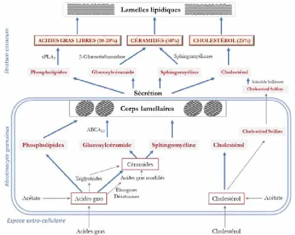 Figure 20 – Métabolisme des lipides aboutissant à la formation des lamelles lipidiques intercornéocytaires