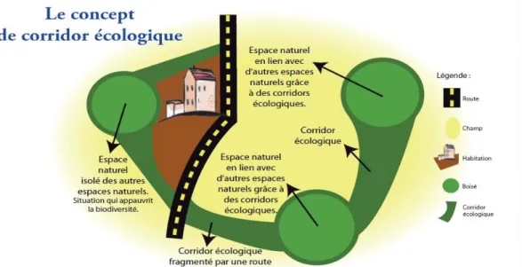 Figure  1 : Le  concept de  corridor  écologique  Source  : site du Collège  Charles  Péguy  Bondoufle 