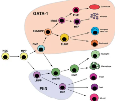 Figure 15 : Nouveau modèle de l’hématopoïèse après analyse PCR sur cellule unique