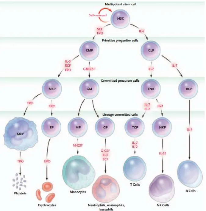 Figure 16 : Facteurs de croissances contrôlant la différenciation des CSH dans les différents lignages  hématopoïétiques