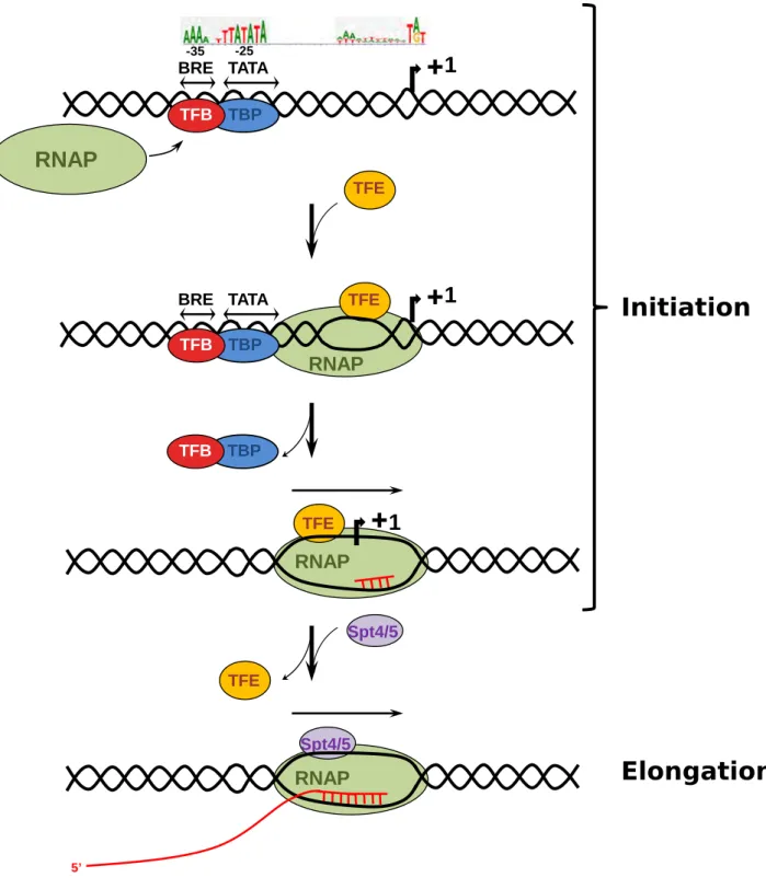 Figure 3: Mécanismes d’initiation et d’élongation de la transcription chez les archées