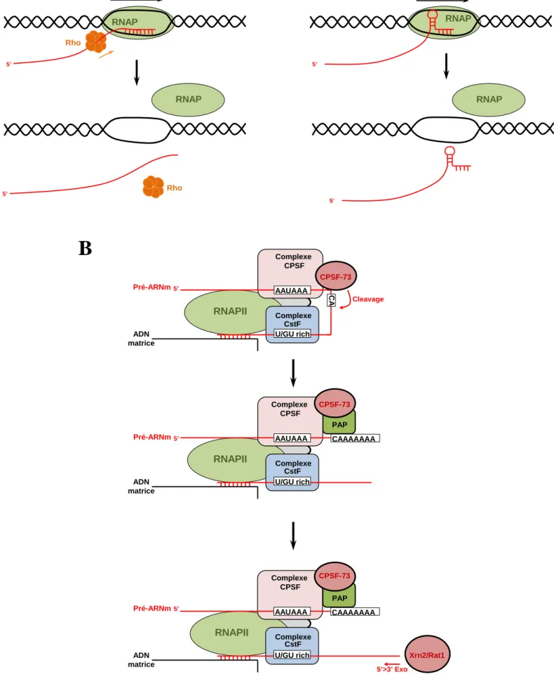 Figure 4: Mécanismes de terminaison de la transcription chez bactéries et les eucaryotes
