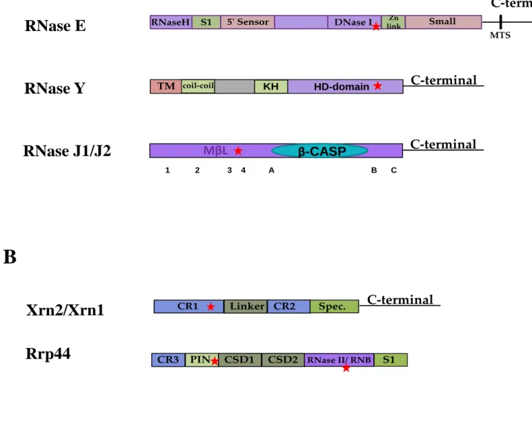 Figure 7: Architecture de certaines ribonucléases chez les bactéries et les archées. A: Représentations schématiques de la RNase E,