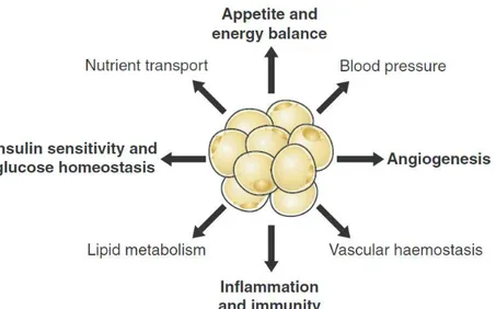 Figure  1:  Adipose  tissue  is  an  organ  with  a  plethora  of  functions.  This  picture  illustrates  some  of  principal 