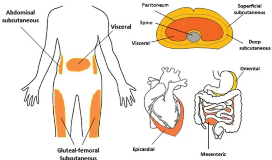 Figure  2:  White  adipose  tissue  depots  in  humans,  shown  in  orange.  Major  subcutaneous  white  adipose  tissue 