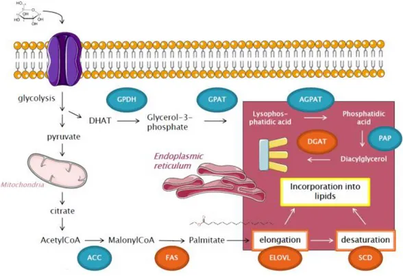 Figure  5:  Simplified  pathway  of  de  novo  lipogenesis.  Glucose  enteres  inside  the  cell  and  undergoes 