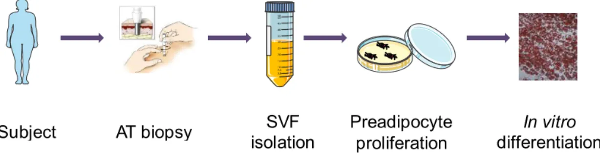 Figure  9:  Isolation of stromal-vascular cells  and culture. AT obtained by needle biopsy technique was digested 
