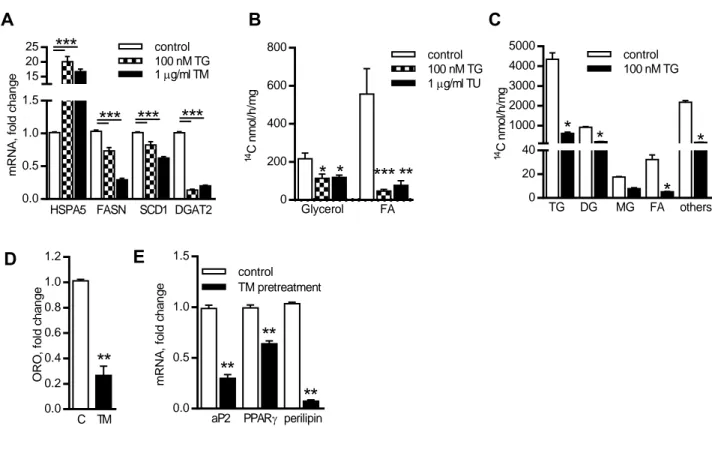 Figure 10: Acute ERS lowers lipogenesis in human adipocytes and adipogenesis of preadipocytes