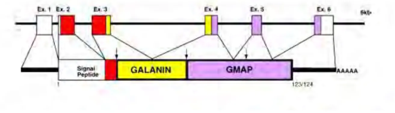Figure 6. L’organisation du géne de la preprogalanine  (modifié du Liu et al., 1996).