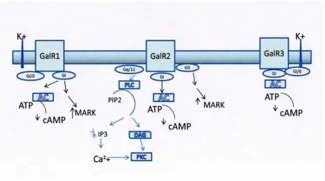 Figure  7.  Exemple  schématique  des  trois  sous-types  de  récepteurs  de  la  Galanine  et  de  leurs  mécanismes  de  transduction  intracellulaire  ( Maria-Elena  Lautatzis  and  Maria  Vrontakis  (2011)