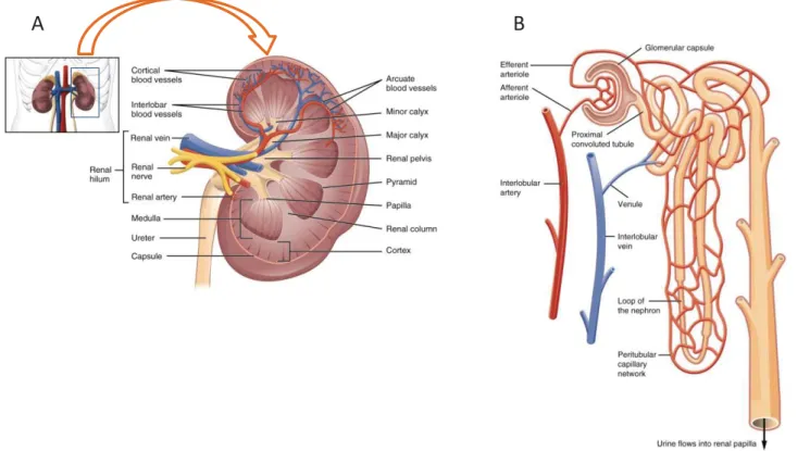 Figure 1.Location and structure of kidney (A) and structure of nephron (B)(adapted from 